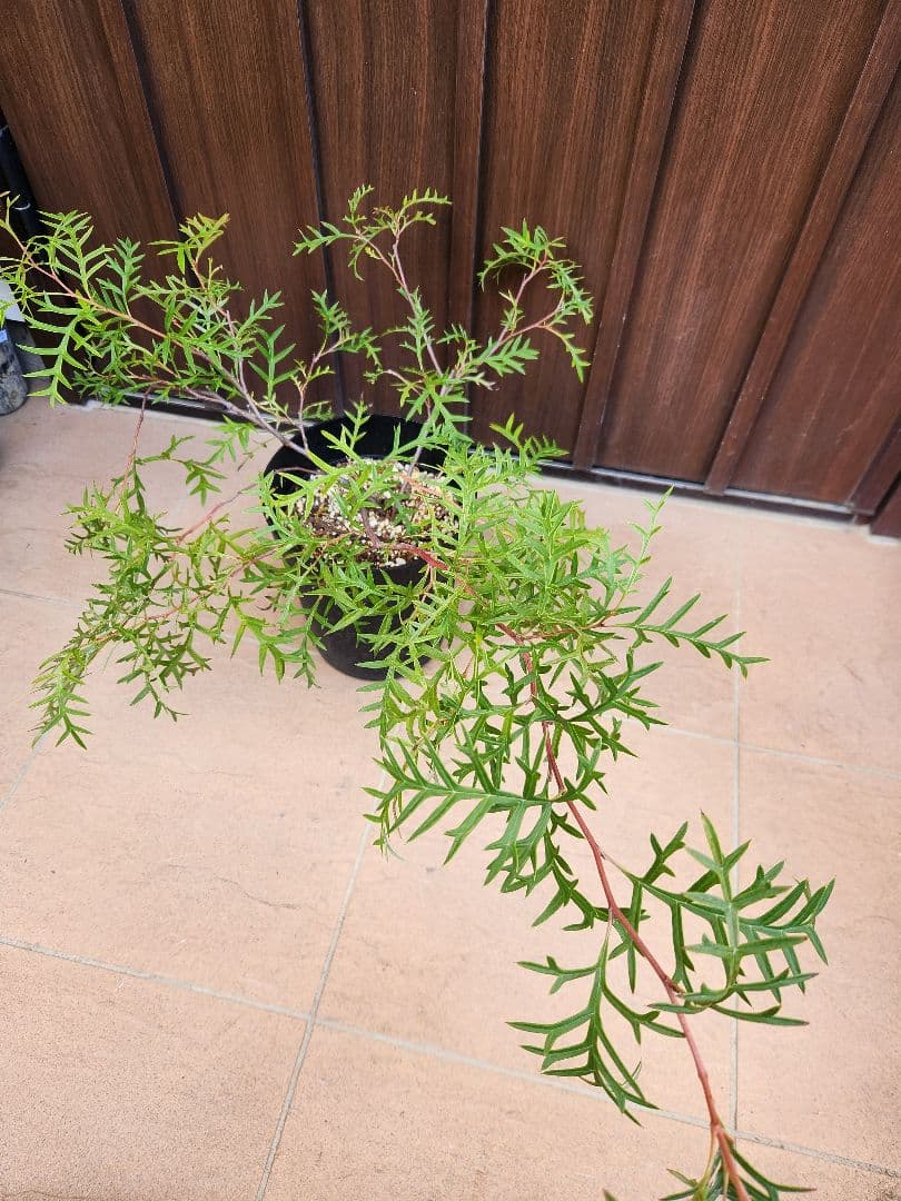 這性　グレビレア　ブロンズランバー　鉢植え　苗　匍匐　オージープランツ