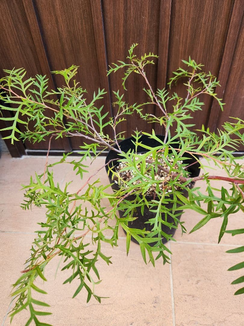這性　グレビレア　ブロンズランバー　鉢植え　苗　匍匐　オージープランツ