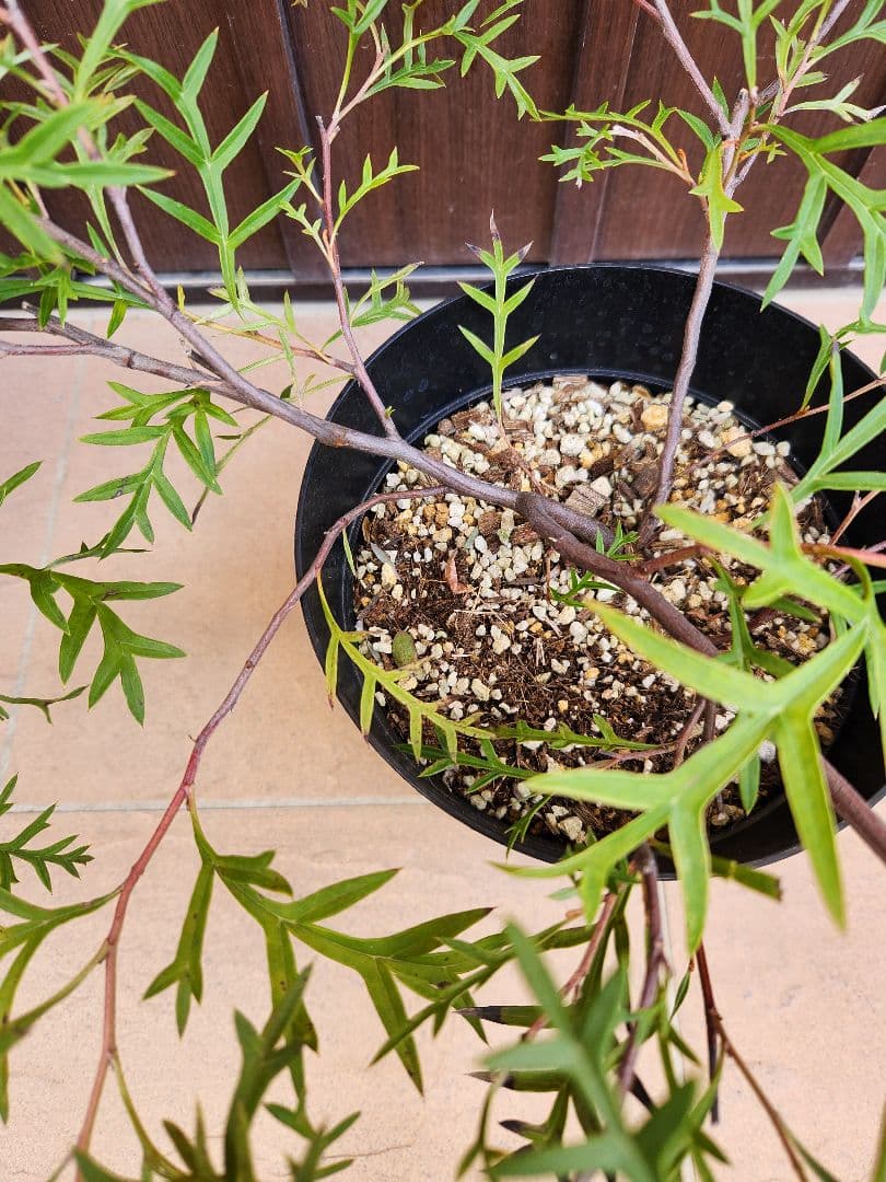 這性　グレビレア　ブロンズランバー　鉢植え　苗　匍匐　オージープランツ