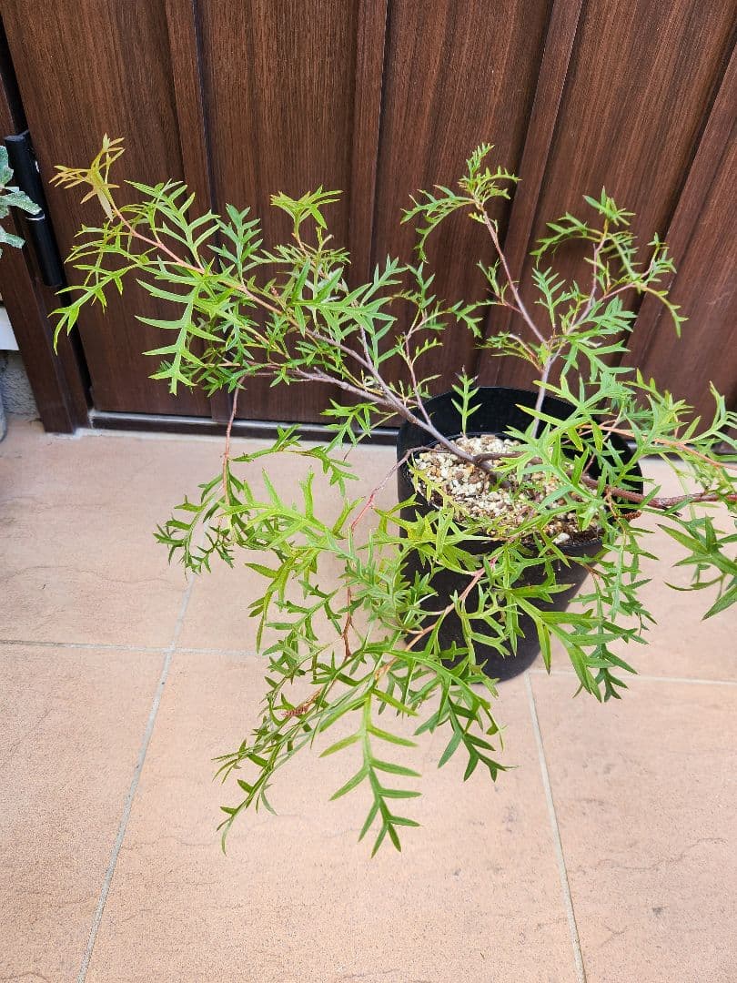 這性　グレビレア　ブロンズランバー　鉢植え　苗　匍匐　オージープランツ
