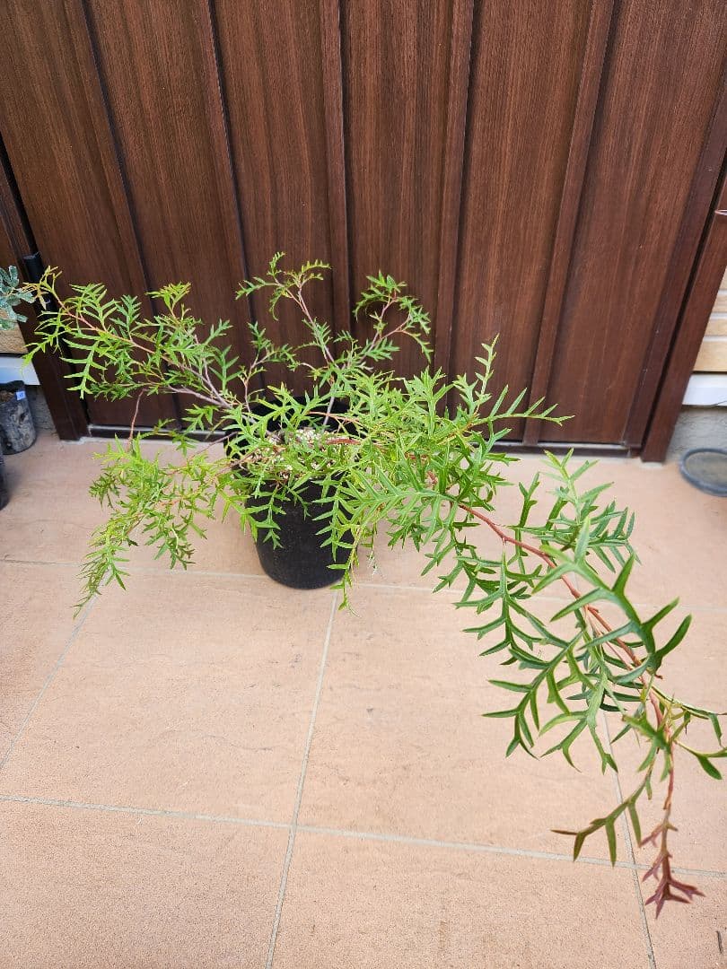 這性　グレビレア　ブロンズランバー　鉢植え　苗　匍匐　オージープランツ