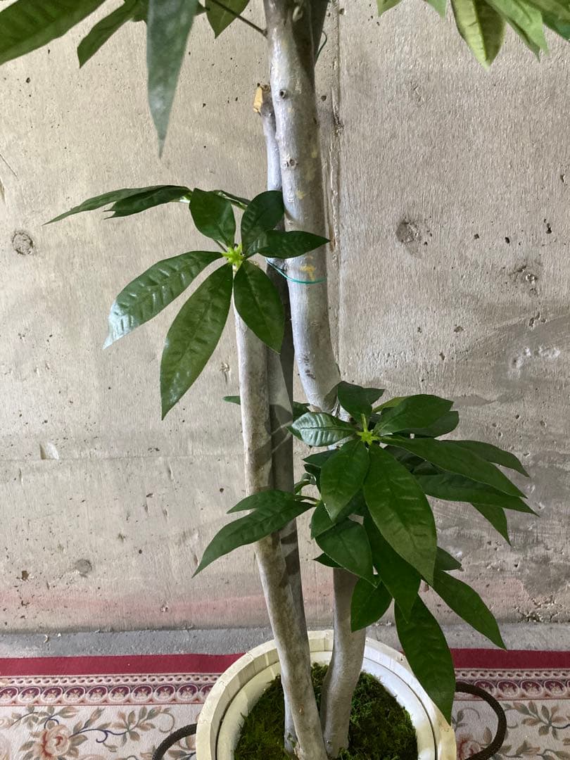 光触媒　人工観葉植物　ウォールグリーン　フェイクグリーン　パキラ特大@gja