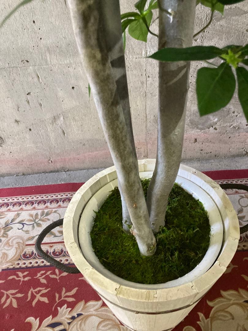 光触媒　人工観葉植物　ウォールグリーン　フェイクグリーン　パキラ特大@gja