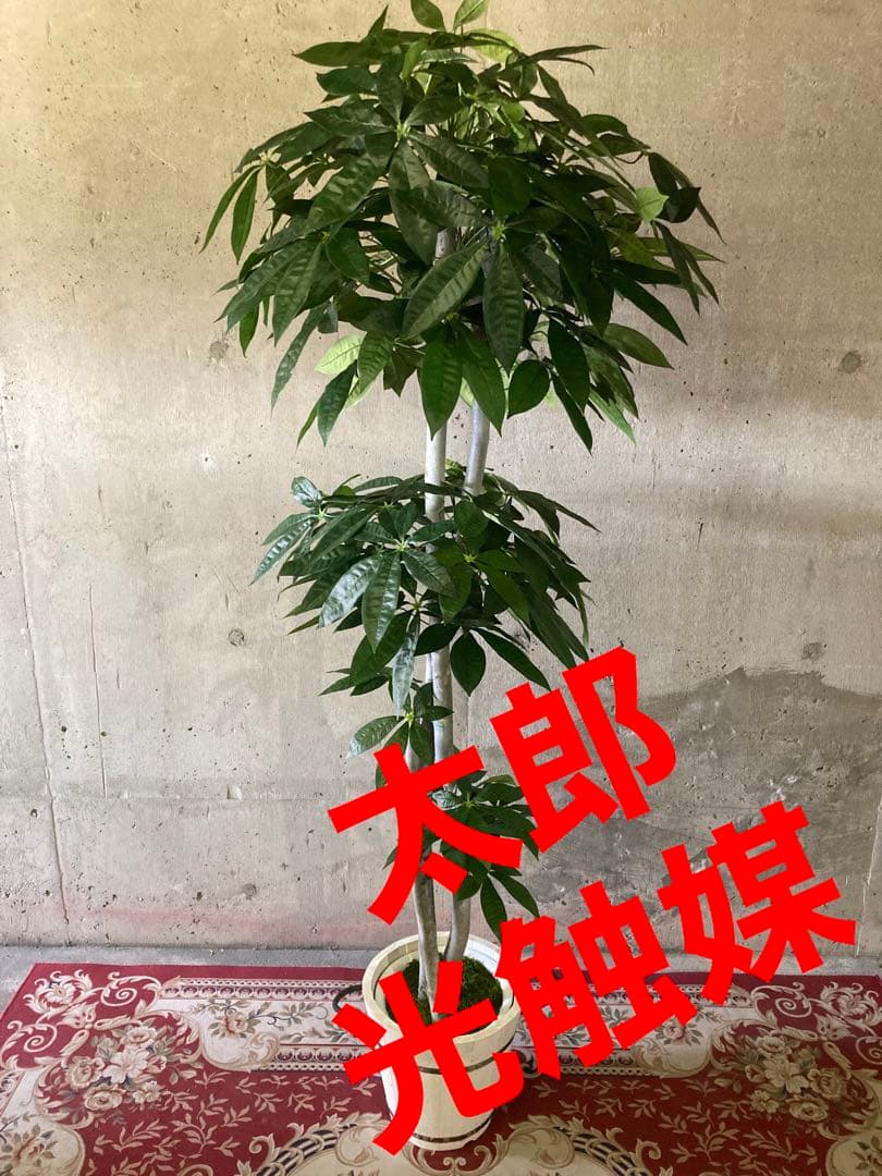 光触媒　人工観葉植物　ウォールグリーン　フェイクグリーン　パキラ特大@gja