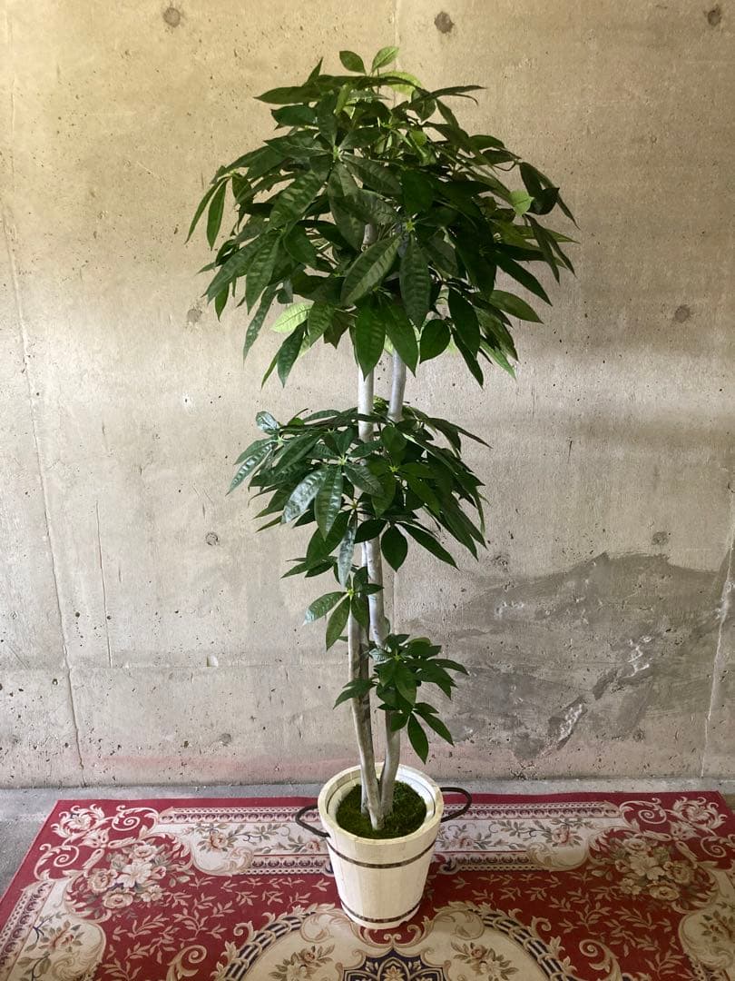 光触媒　人工観葉植物　ウォールグリーン　フェイクグリーン　パキラ特大@gja