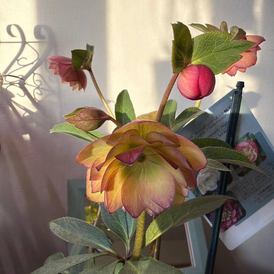 クリスマスローズ　ウィンターシンフォニー　スィングシリーズ dd《1/18》