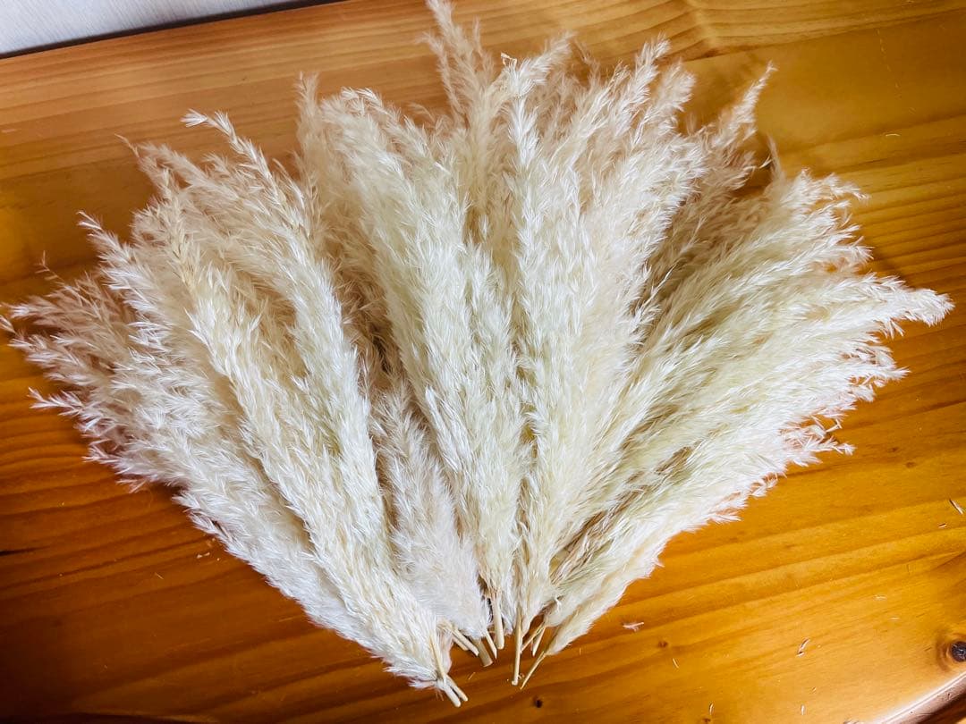 専用ページ　パンパスグラス