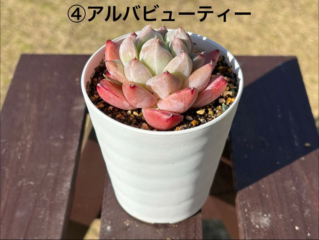 多肉植物　エケベリア6種セット　3号鉢