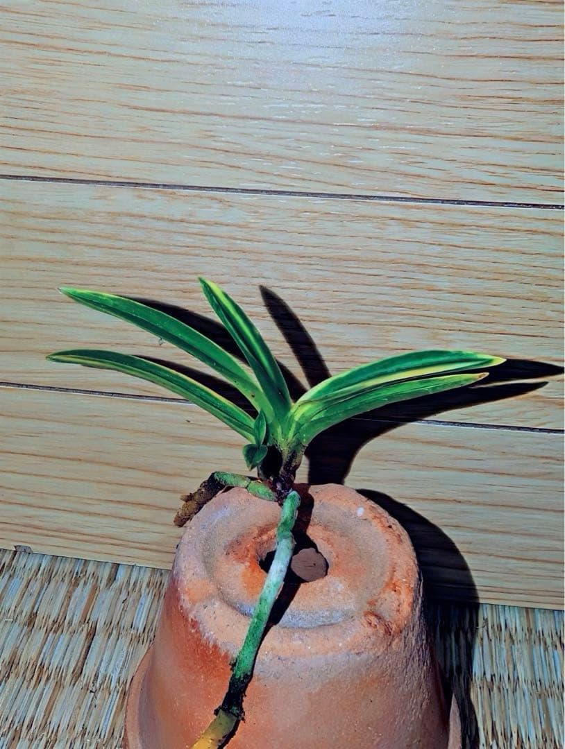 富貴蘭「黄牡丹錦」1本子付き