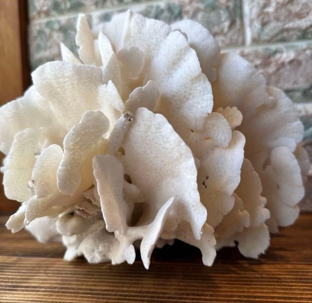 大きな天然サンゴ 約25cm