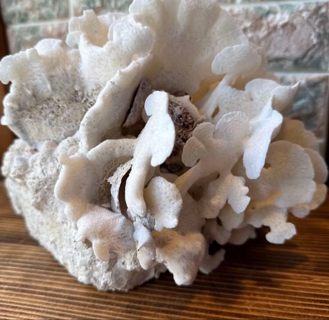 大きな天然サンゴ 約25cm