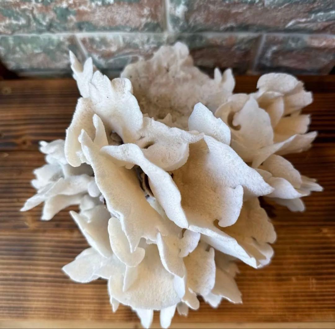 大きな天然サンゴ 約25cm