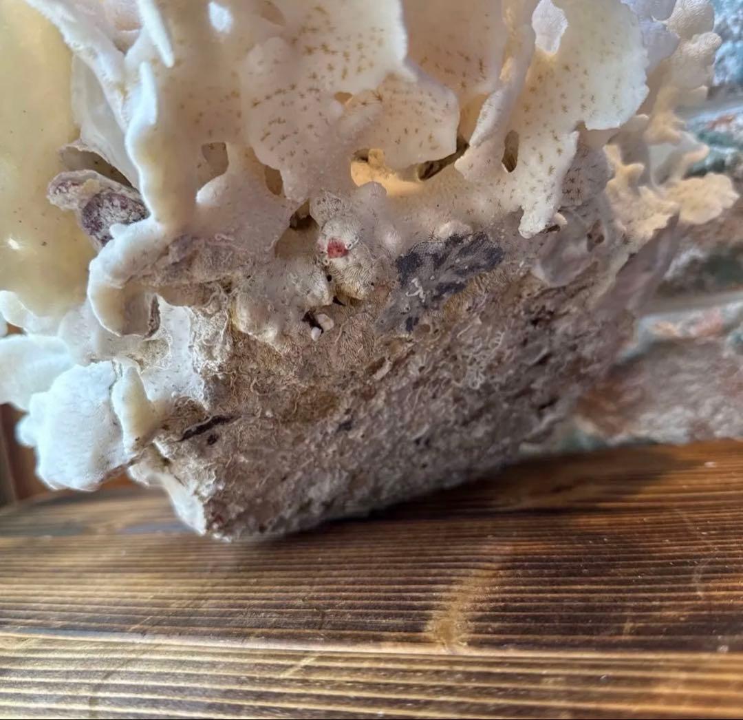 大きな天然サンゴ 約25cm