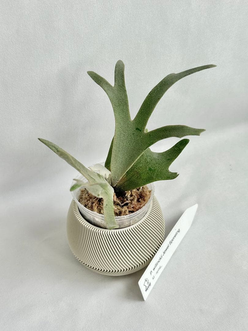 【SALE】P. willinckii Jewel Spore [93]
