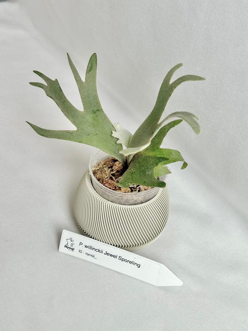 【SALE】P. willinckii Jewel Spore [93]