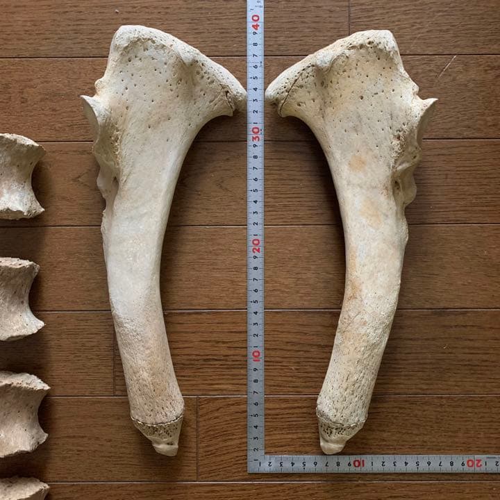 トドの骨 20個セット