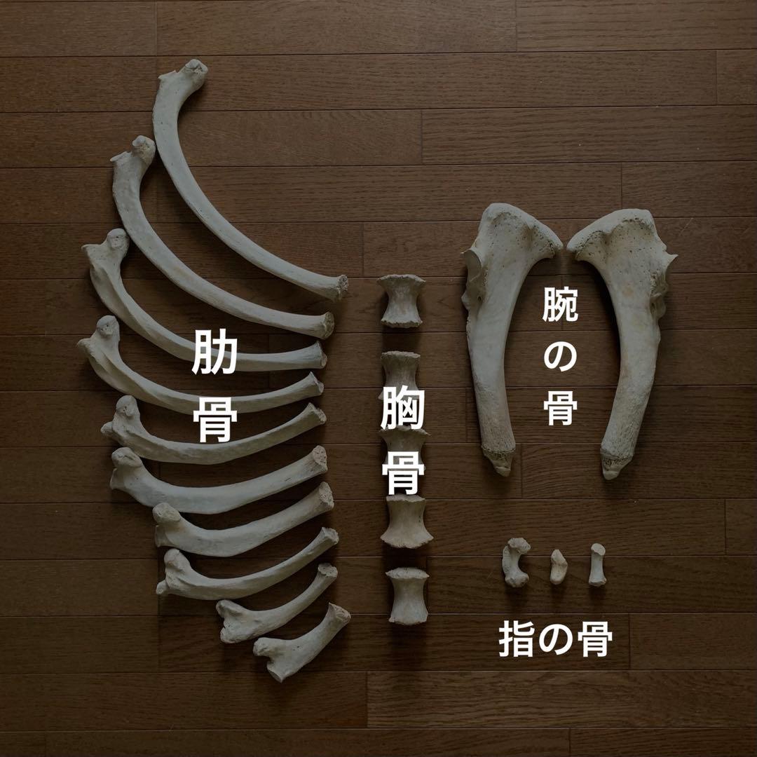 トドの骨 20個セット