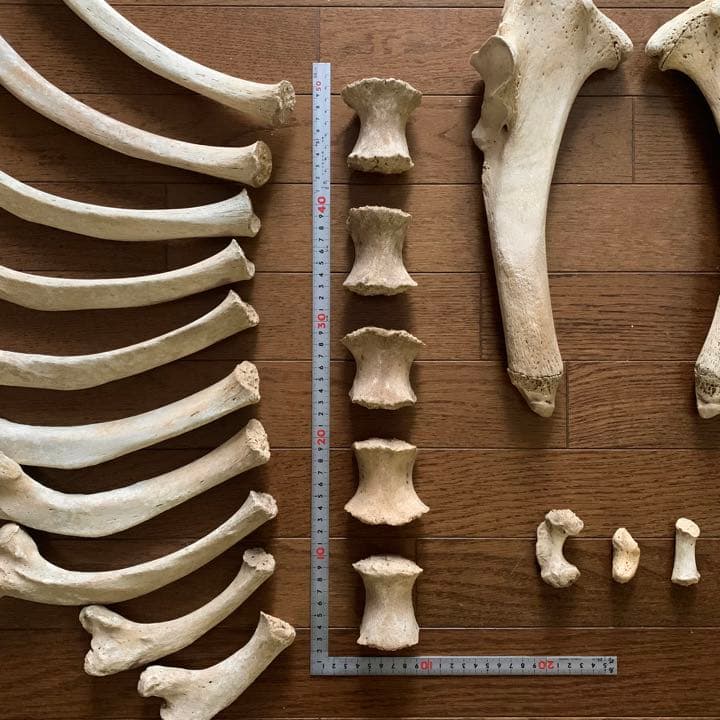 トドの骨 20個セット