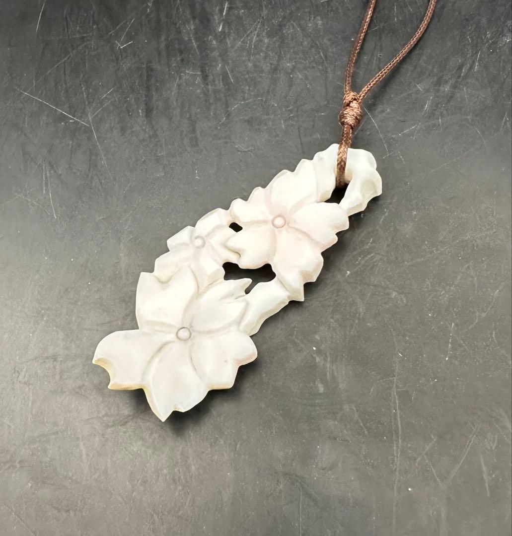 2026.2.26春桜爛漫　カリビアンコンク貝