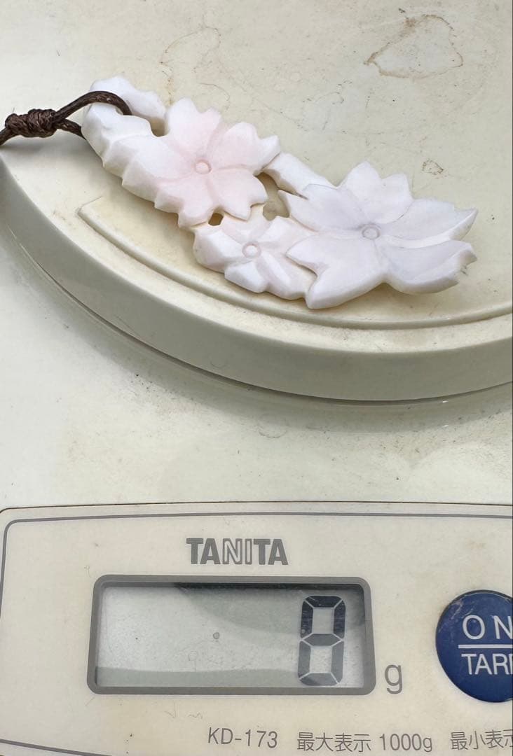 2026.2.26春桜爛漫　カリビアンコンク貝