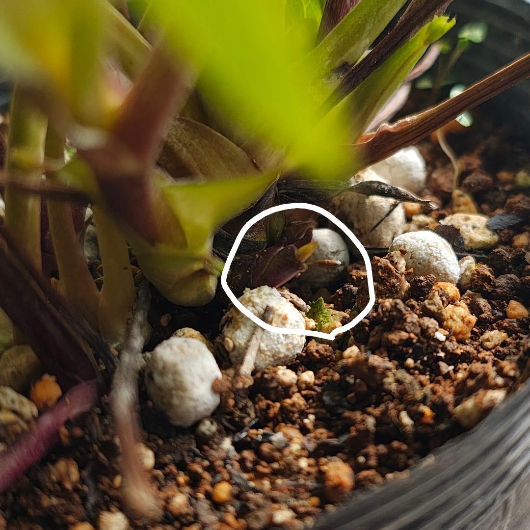 2617小輪系多弁ホワイトピコティdd 若泉ファーム クリスマスローズ開花株