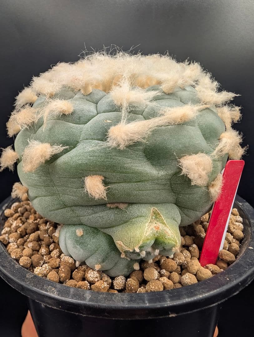 サ*生様 銀冠玉 実生 鉢植え メルカリ便送料込み