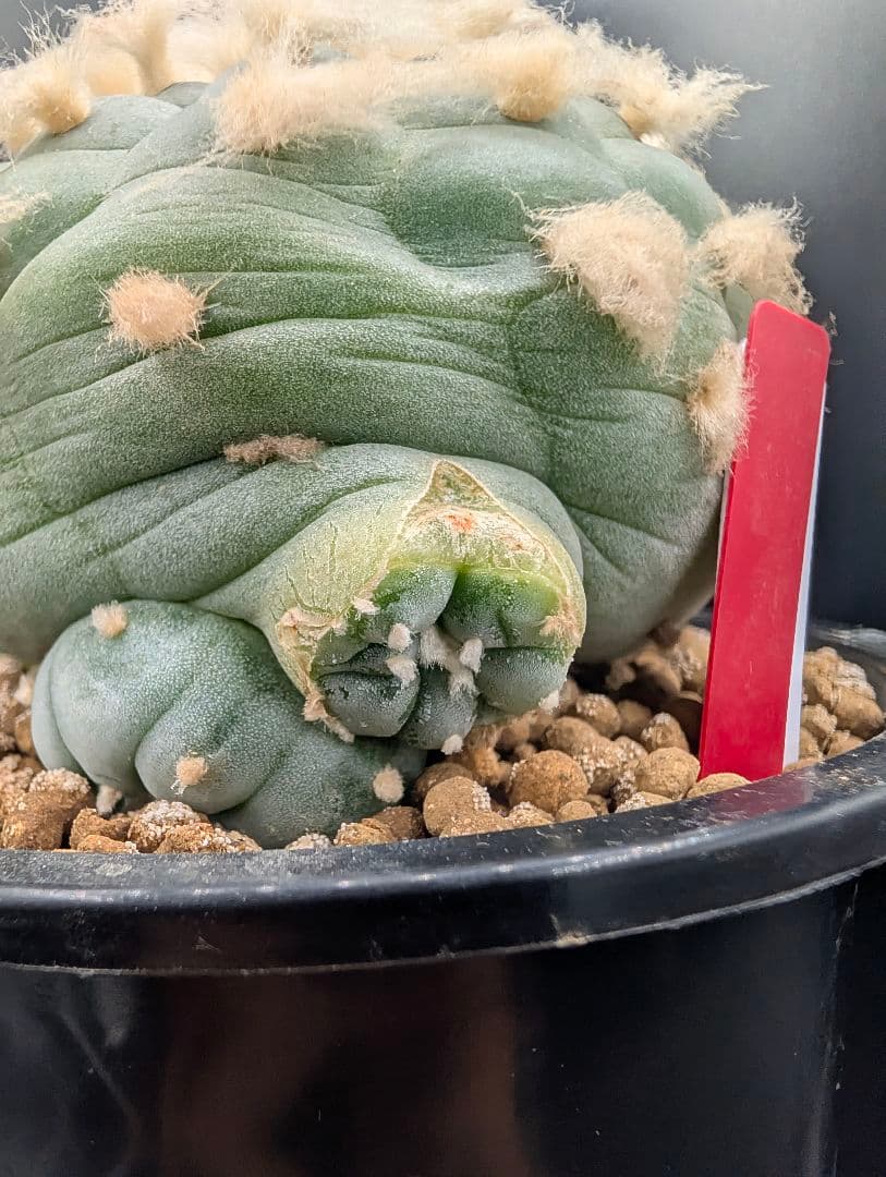 サ*生様 銀冠玉 実生 鉢植え メルカリ便送料込み