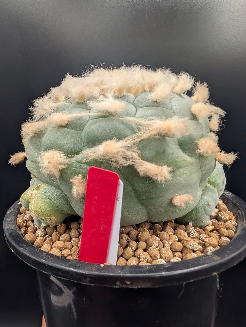 サ*生様 銀冠玉 実生 鉢植え メルカリ便送料込み