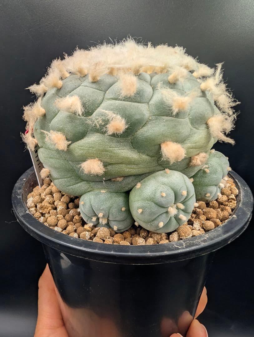 サ*生様 銀冠玉 実生 鉢植え メルカリ便送料込み