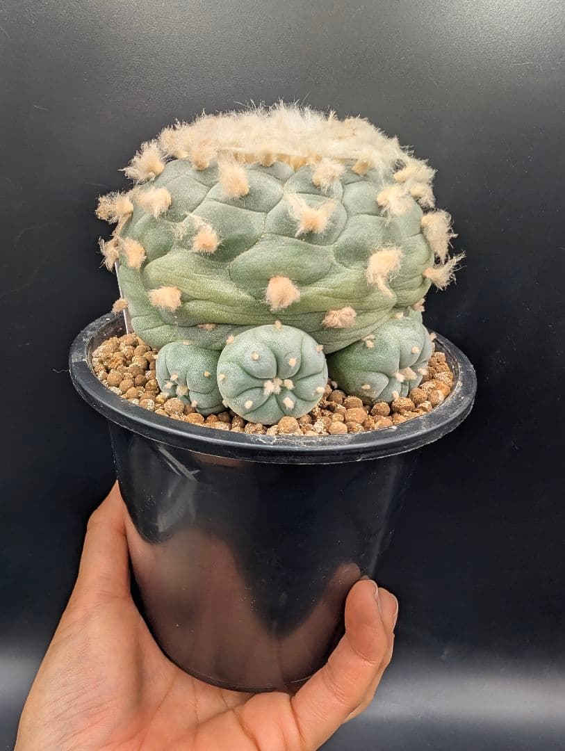 サ*生様 銀冠玉 実生 鉢植え メルカリ便送料込み