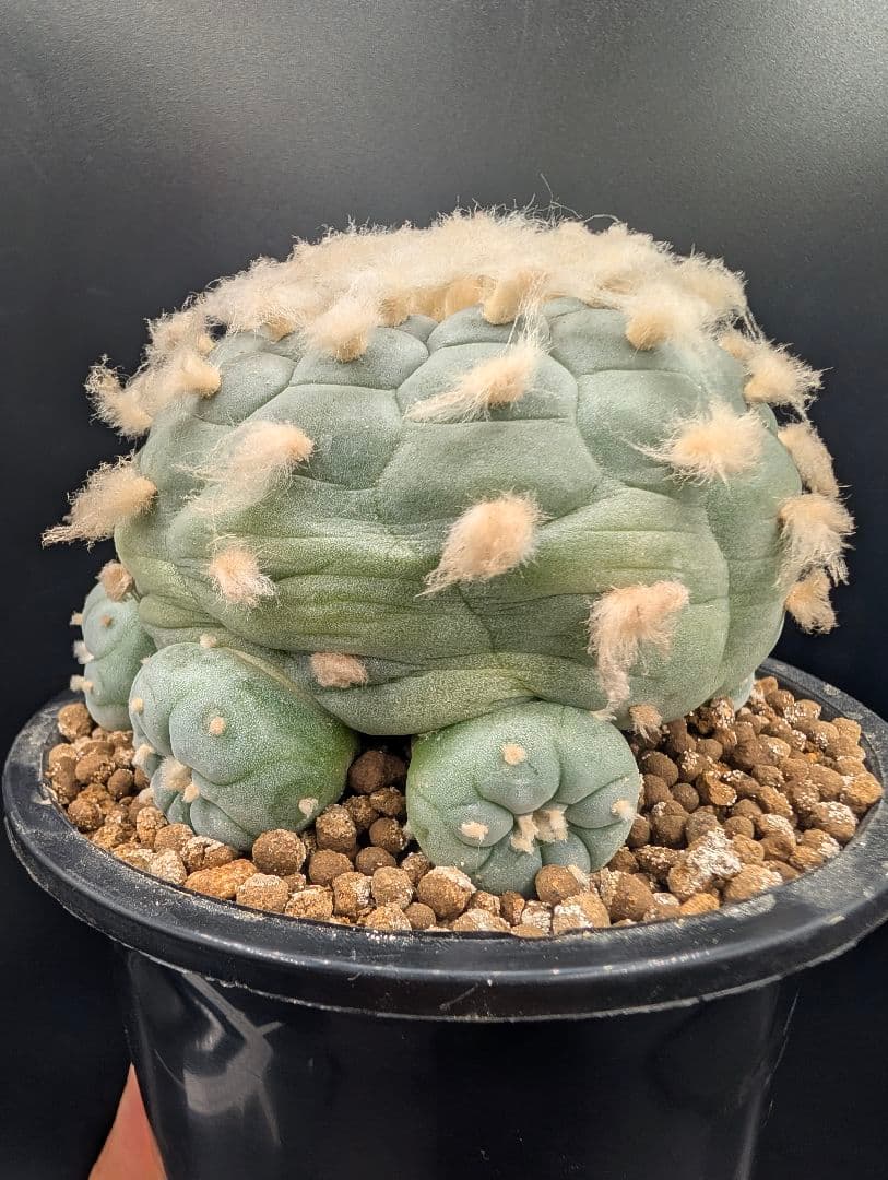 サ*生様 銀冠玉 実生 鉢植え メルカリ便送料込み