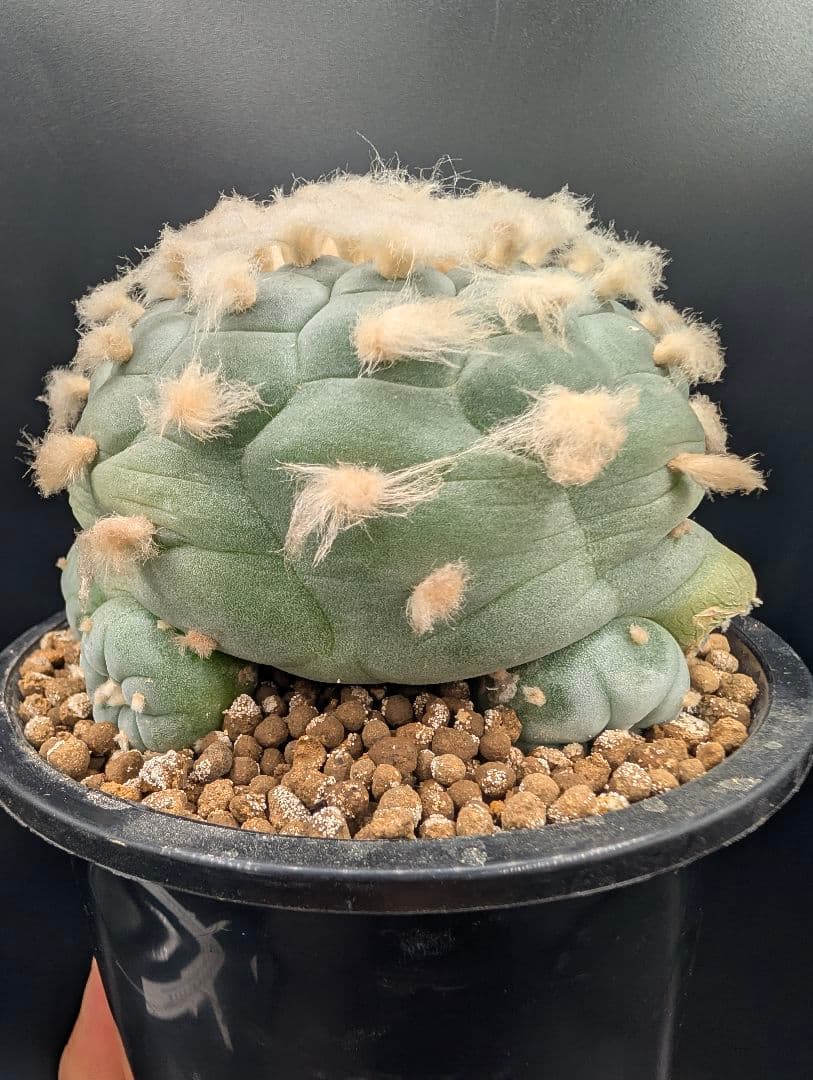 サ*生様 銀冠玉 実生 鉢植え メルカリ便送料込み