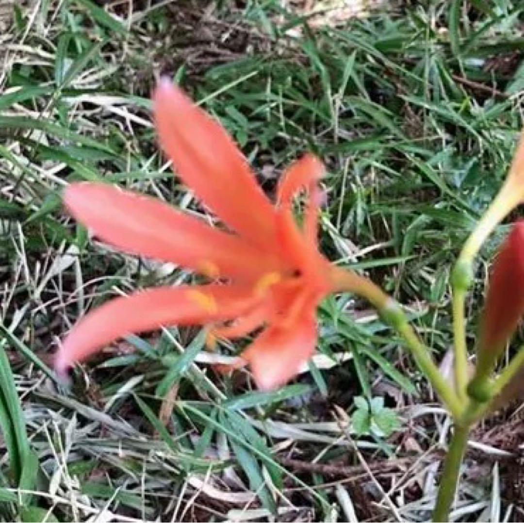 2個 キツネノカミソリ 球根 2個 オレンジ色の花 可愛らしい 小さめの花