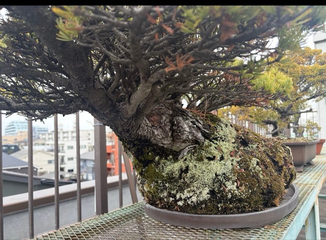 五葉松　盆栽