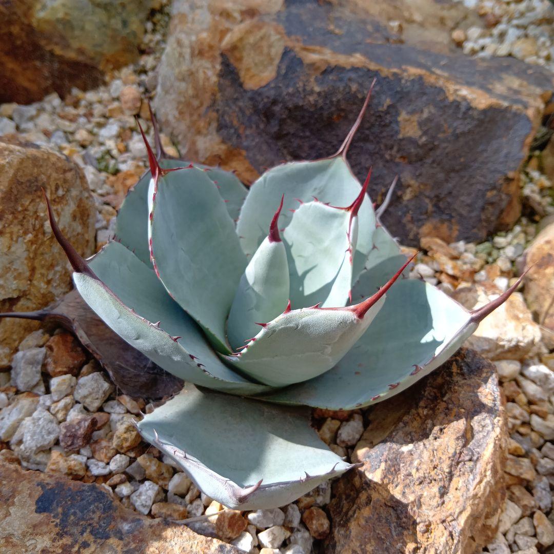 アガベ　パリー　トランカータ　ハンティントンブルー