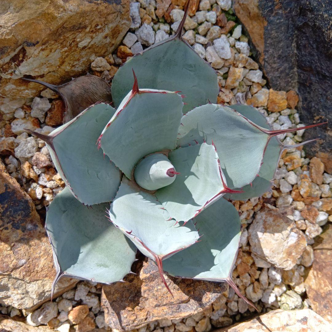 アガベ　パリー　トランカータ　ハンティントンブルー