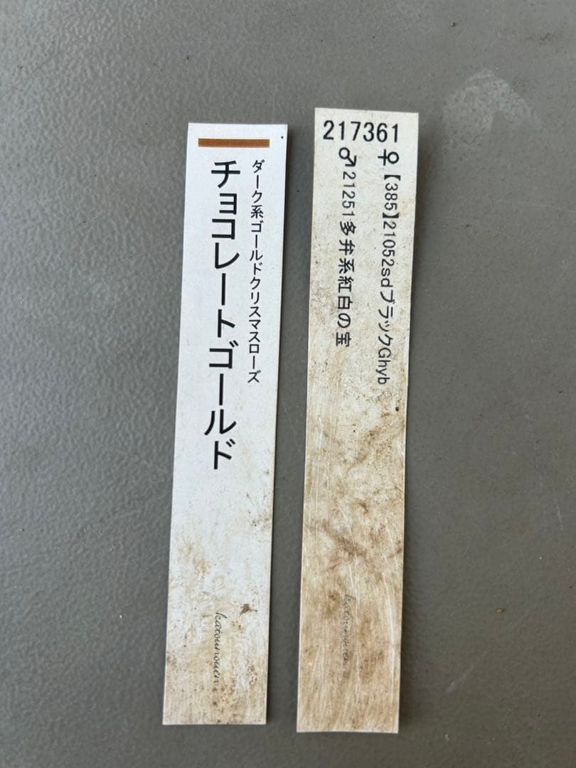 クリスマスローズ 加藤農園 チョコレートゴールド 認定 株分け