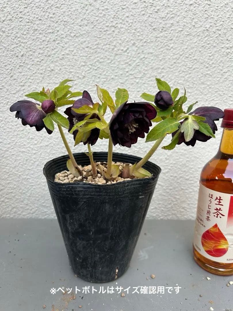 クリスマスローズ 加藤農園 チョコレートゴールド 認定 株分け