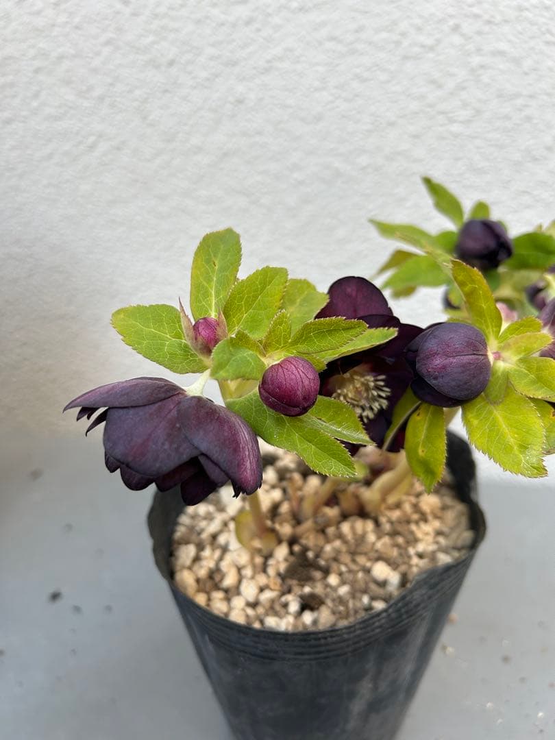 クリスマスローズ 加藤農園 チョコレートゴールド 認定 株分け