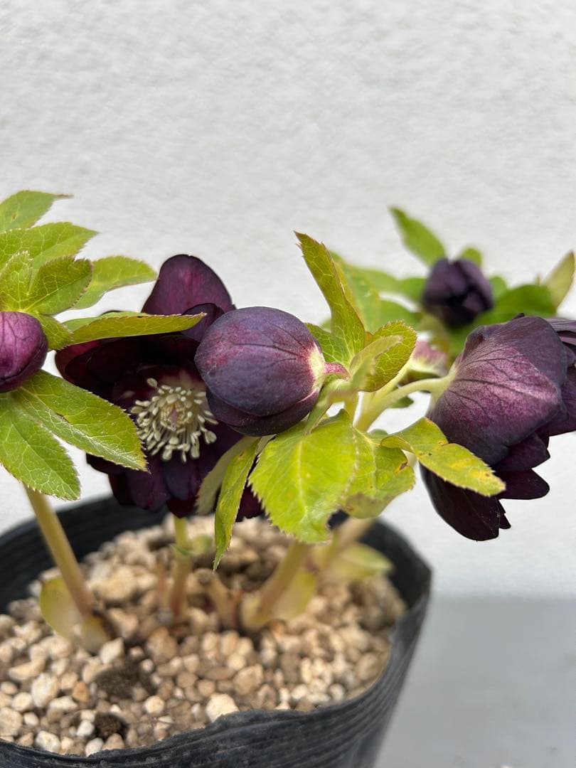 クリスマスローズ 加藤農園 チョコレートゴールド 認定 株分け