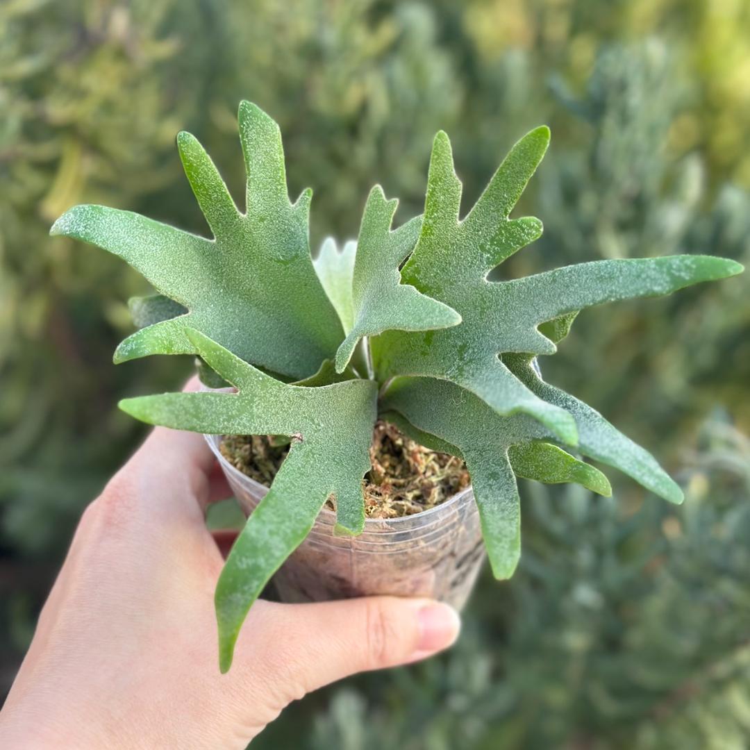 ビカクシダ P.willinckii OMG spore 4312