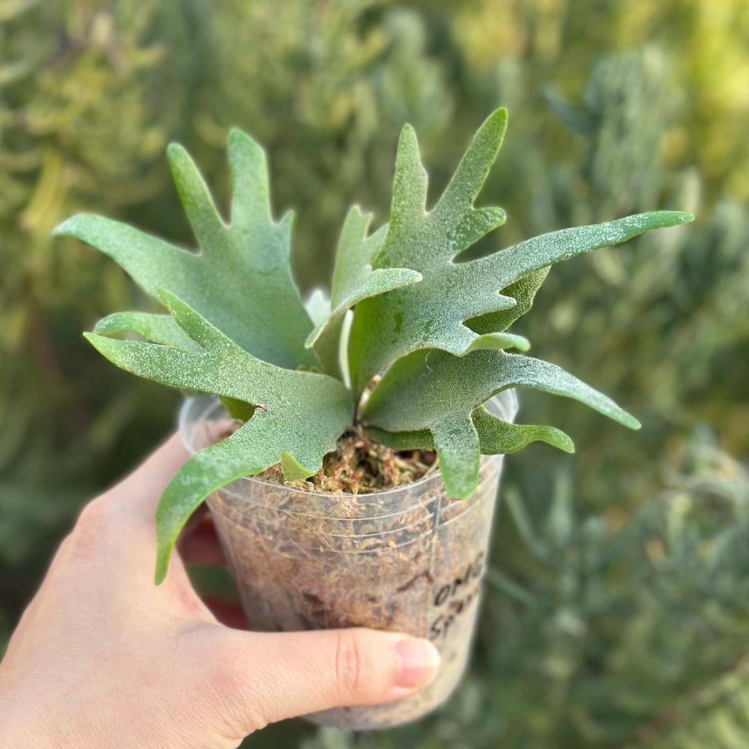 ビカクシダ P.willinckii OMG spore 4312