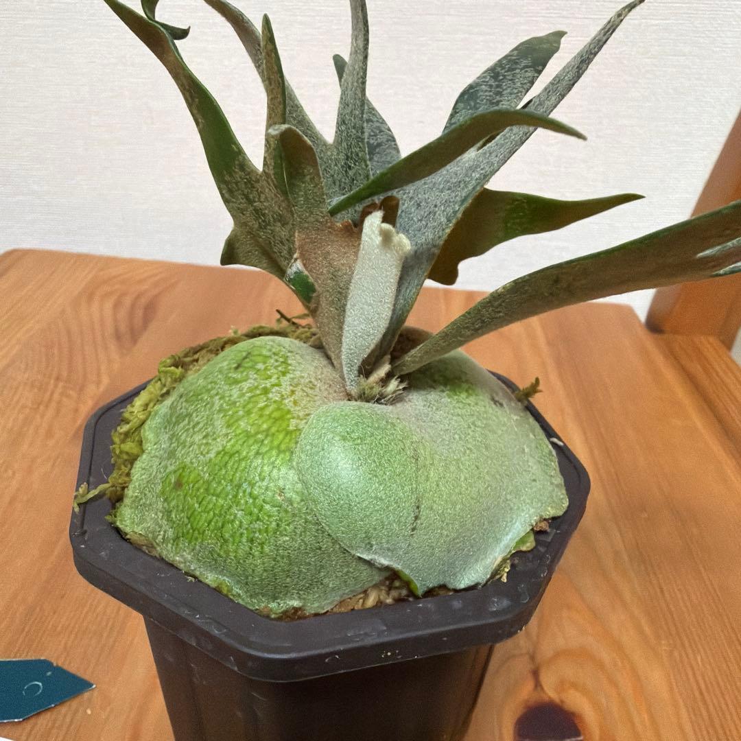 ＊P. Willinckii Jade Girl SPドワーフ＊