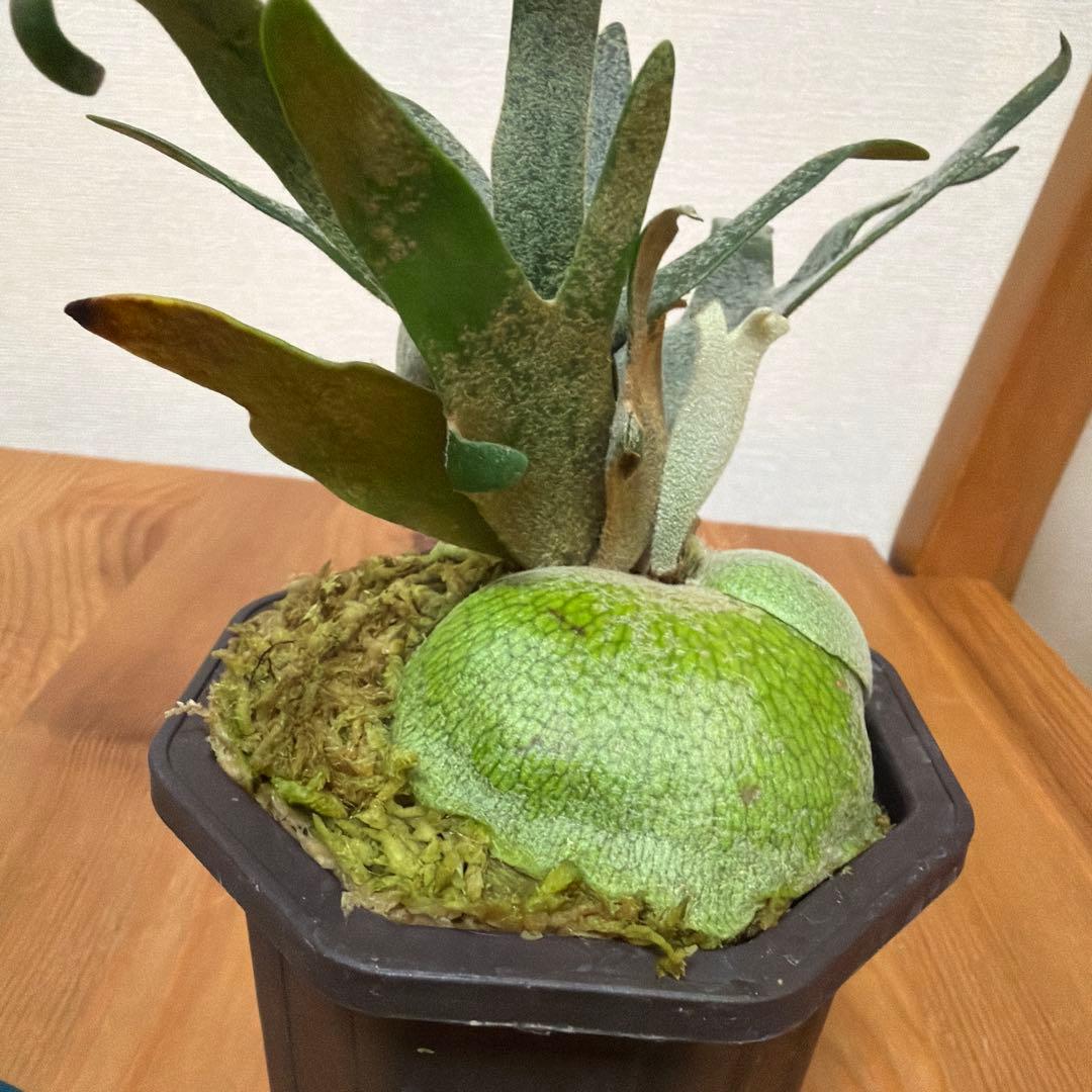 ＊P. Willinckii Jade Girl SPドワーフ＊