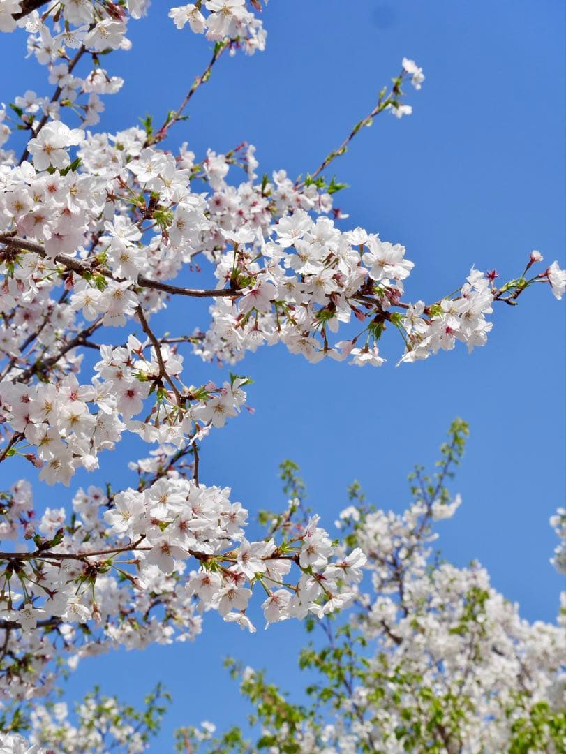 Panasonic DMC-GF7 シルバー