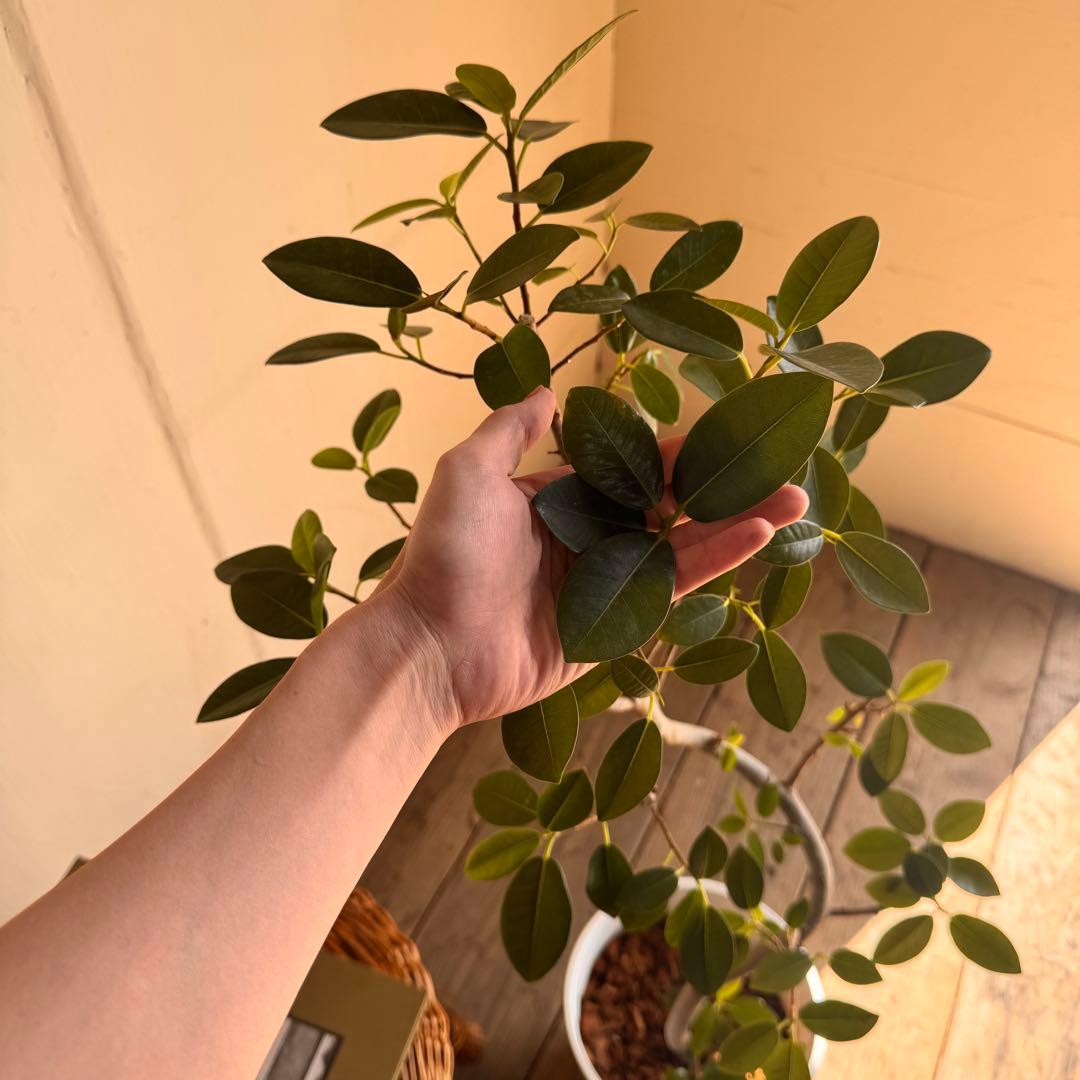 フランスゴム　白いセラアート鉢植え　フィカス ルビキノーサ　観葉植物