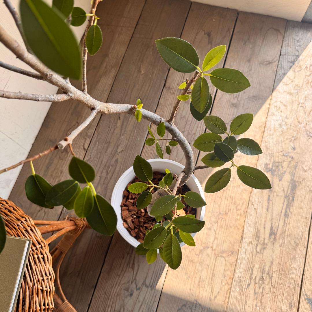 フランスゴム　白いセラアート鉢植え　フィカス ルビキノーサ　観葉植物