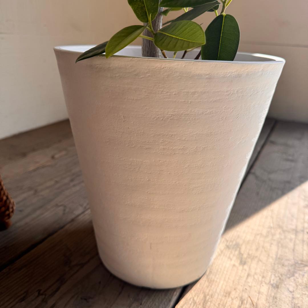 フランスゴム　白いセラアート鉢植え　フィカス ルビキノーサ　観葉植物