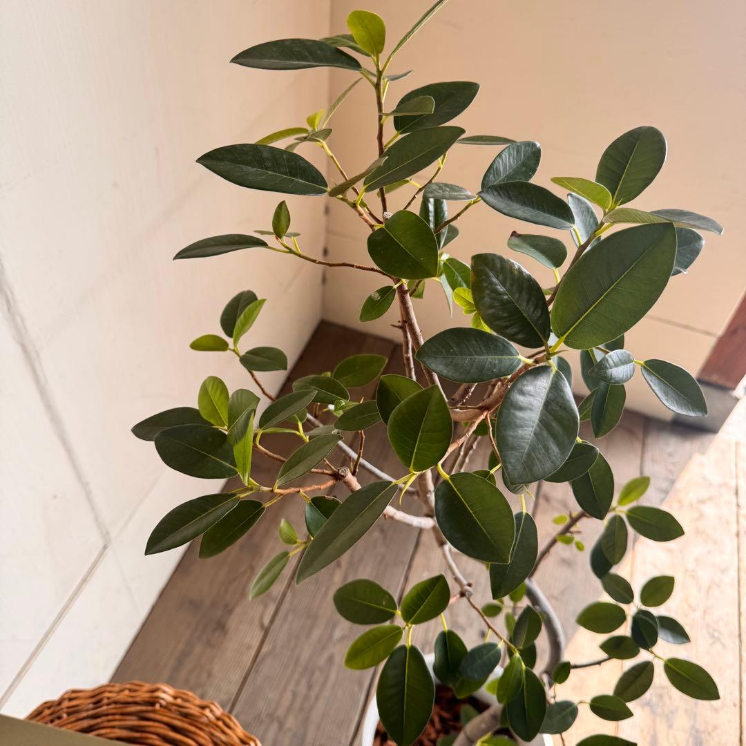フランスゴム　白いセラアート鉢植え　フィカス ルビキノーサ　観葉植物
