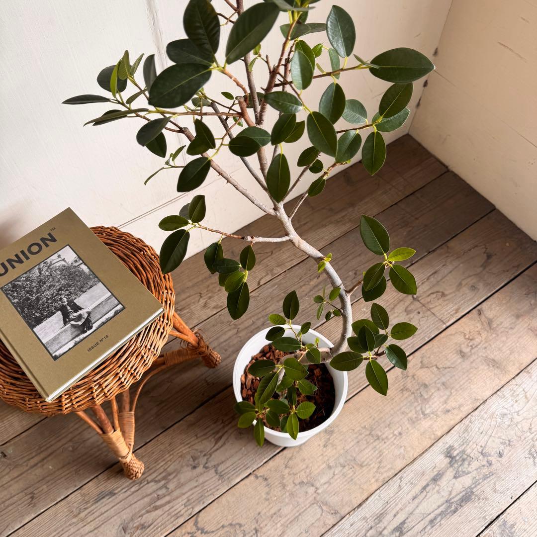 フランスゴム　白いセラアート鉢植え　フィカス ルビキノーサ　観葉植物